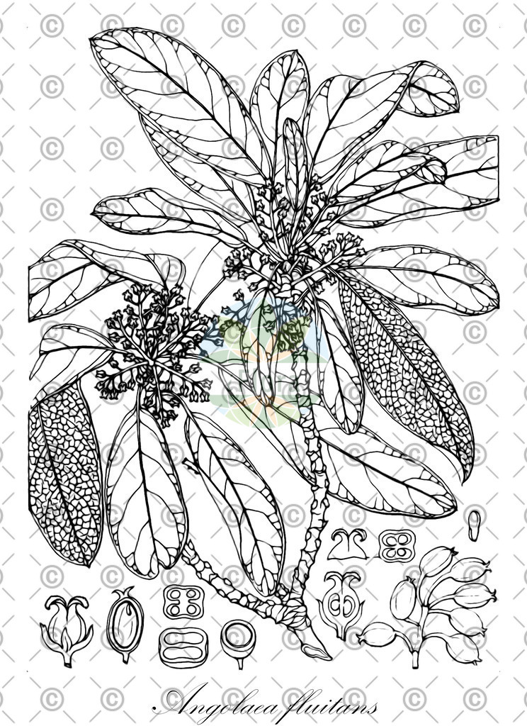 HistAbb_wfo-0000536542_547_ENZY_Simple | Historische Abbildung von Angolaea fluitans - Podostemaceae | Historical Illustration of Angolaea fluitans - Podostemaceae