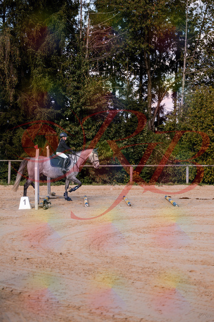 2026_10_03_Siefer-Hof_145033_Z81_28474924 | Professionelle Reitsport-, Turnier- und Eventfotografie von Robert Broda. Galerien mit ausgewählten und bearbeiteten Bildern direkt online ansehen und bestellen.