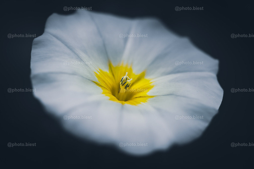 Evening Winds | Eine Blüte einer Winde. - Realisiert mit Pictrs.com