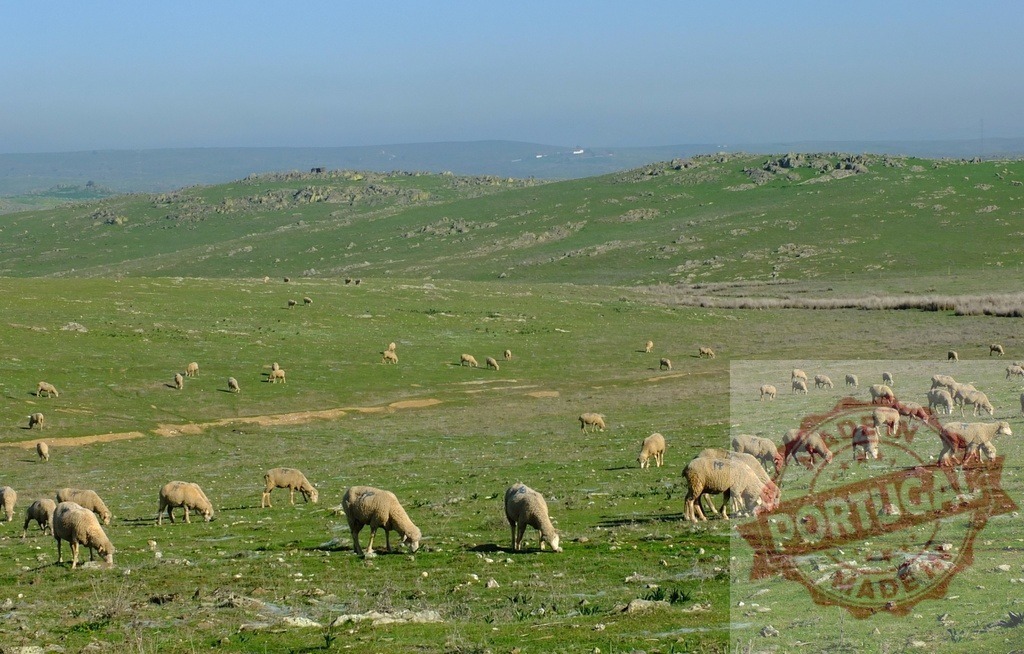 Sheep grazing green pasture with rolling hills | Sheep grazing on lush green grass in a wide open rural pasture - Realisiert mit Pictrs.com