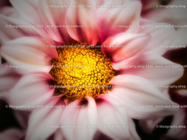 titusgraphy-P6100535_var-142 | Fotokunstarbeit aus der INSTAGRAM-Gallerie auf titusgraphy.eu - Realisiert mit Pictrs.com