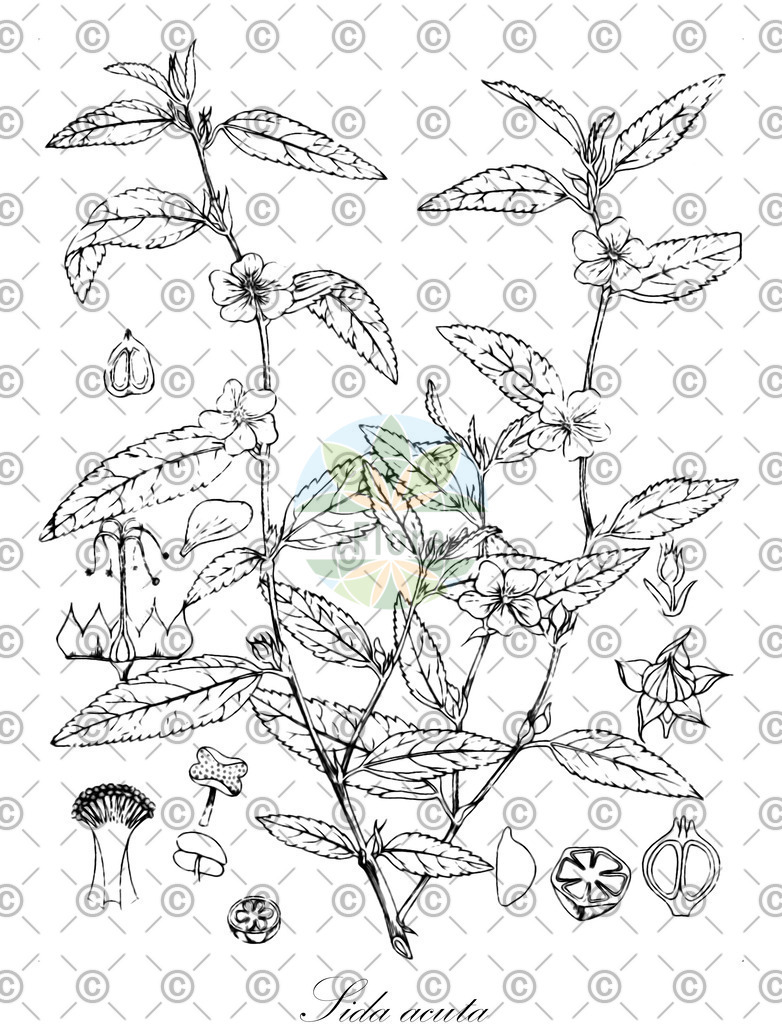 HistAbb_wfo-0001077124_2_ENZY_Simple | Historische Abbildung von Sida acuta - Malvaceae | Historical Illustration of Sida acuta - Malvaceae (flatstem sida)