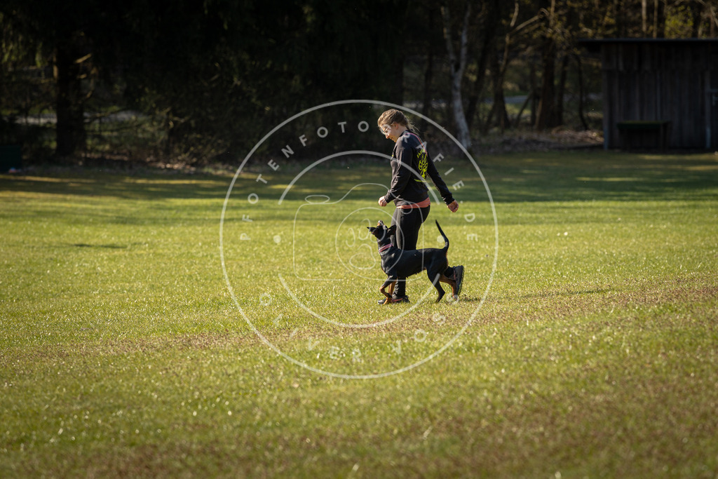 Pfotenfotografie_DV3A0277 | Hundefotografie, Tierfotograf, Pfotenfotografie, Fotoshooting Hund, Hunde Portrait, Hundesport, Hundeportraits, Heideshooting, Hunde, Sportfotograf, Hundefotograf, Turnierhundsport, THS,  - Realisiert mit Pictrs.com