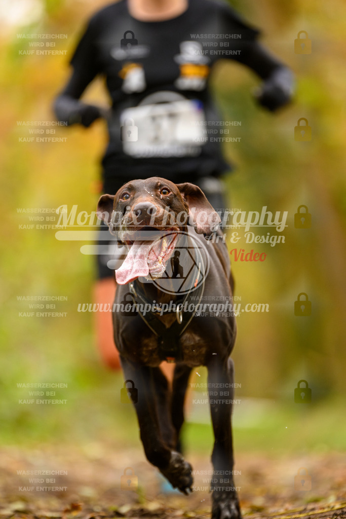 MompixPhotography_Bischwiller24_SA_Canicross-24 | mompixphotography