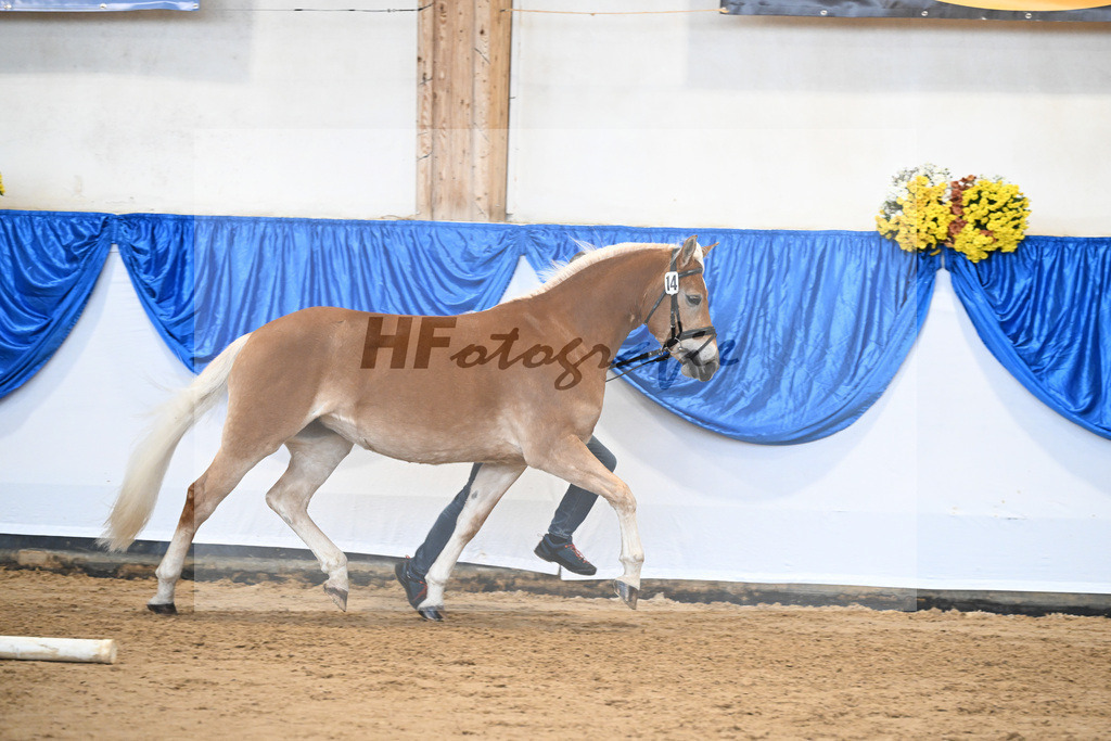 Bl. Band Kat-Nr. 14 Kleopatra v. Aquagon_Lang_48251498 | hf-fotografie - Realisiert mit Pictrs.com