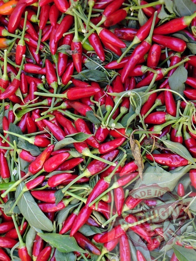Red bird's eye chillies harvesting for spicy cooking | Pile of fresh red bird's eye chillies with green stems and leaves - Realized with Pictrs.com