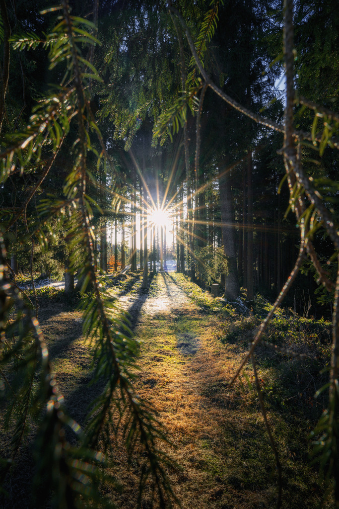 Sonnenstern im Abendlicht | Die letzten Sonnenstrahlen scheinen durch den Wald und schmelzen auch den letzten Schnee. - Realisiert mit Pictrs.com