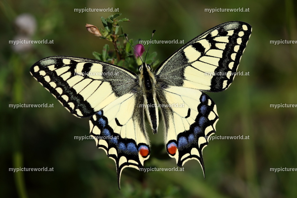 Papilio machaon-060 | Das Bilderarchiv über Tiere, Planzen und Landschaften. In der Bilddatenbank finden Sie ein große Auswahl an hochwertigen Bilder für Ihre Werbung - Realisiert mit Pictrs.com