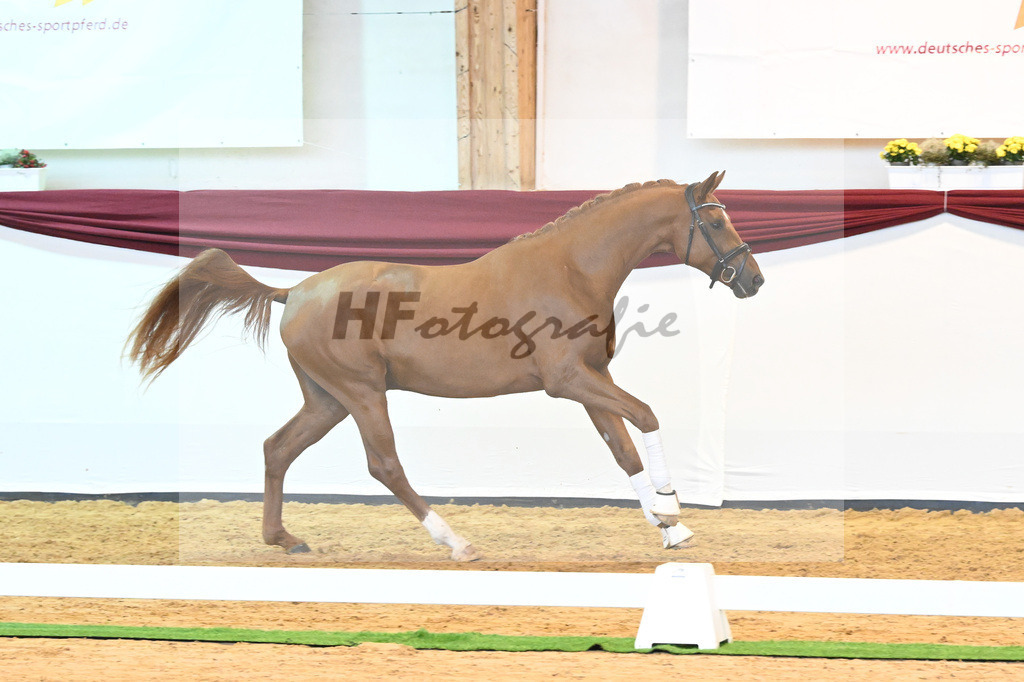 Kat-Nr. 18 v. Desperados_RIH Sportpferde GmbH_66220195 | hf-fotografie - Realisiert mit Pictrs.com