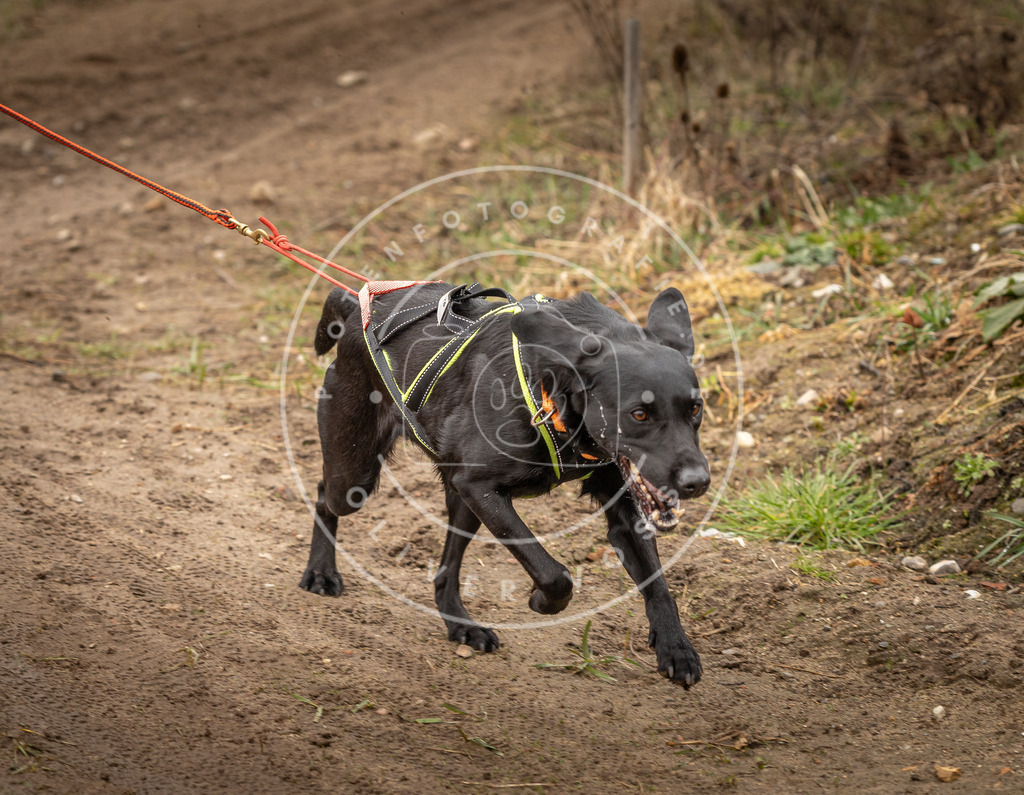 DV3A1692 | Hundefotografie, Tierfotograf, Pfotenfotografie, Fotoshooting Hund, Hunde Portrait, Hundesport, Hundeportraits, Heideshooting, Hunde, Sportfotograf, Hundefotograf, Turnierhundsport, THS,  - Realisiert mit Pictrs.com