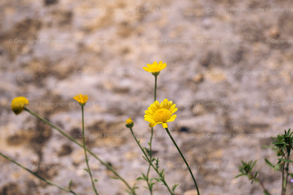 Färberkamille - Cota tinctoria | Willkommen im Shop von Photography Sascha Staub. Hier findest du alle Fotos und Medieninhalten von Sascha Staub. In diesem Shop kannst du Lizenzen zu den Fotos, Drucke und Gutscheine für den Shop erwerben.  - Realisiert mit Pictrs.com