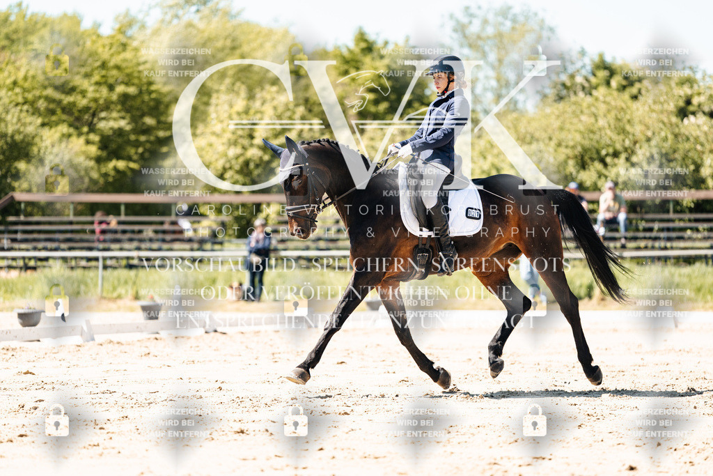 CK905293 | Turnierfotografie Pferdefotografie Trier Rheinland-Pfalz Pferdesport Reitsport Tierfotografie Sportfotografie Pferdevideo Pferdevideografie Equestrianvideography equestrianphotography  - Realisiert mit Pictrs.com