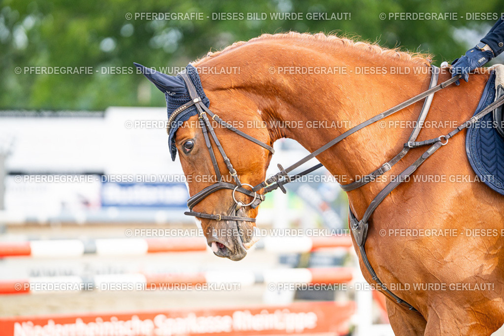 DSC07741 | Pferdegrafie