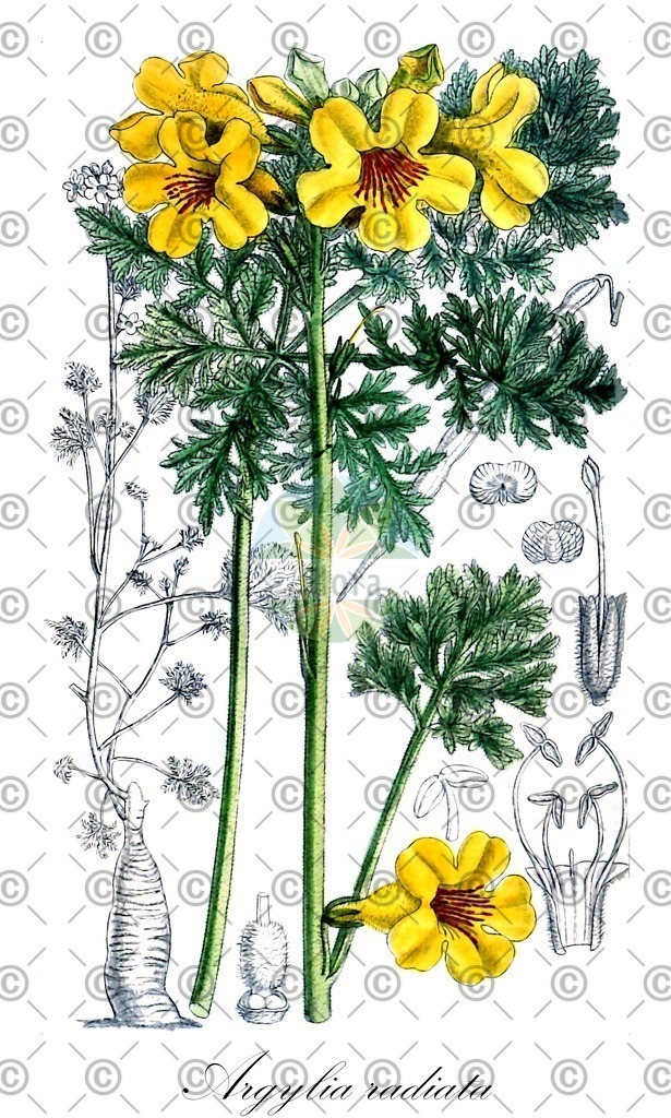 HistAbb_wfo-0000081849_1_ENZY_Simple | Historische Abbildung von Argylia radiata - Bignoniaceae | Historical Illustration of Argylia radiata - Bignoniaceae