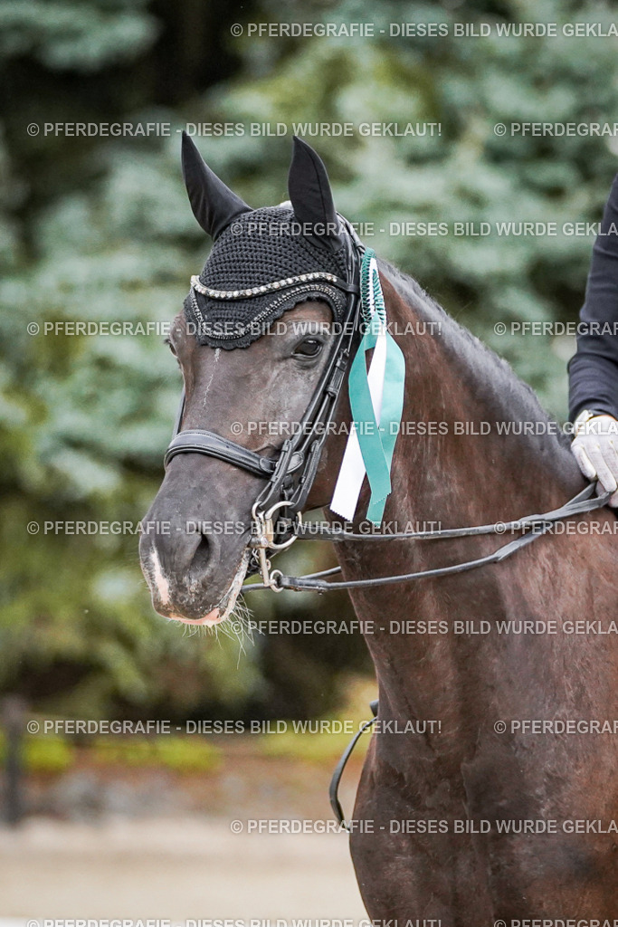 DSC09964 | Pferdegrafie