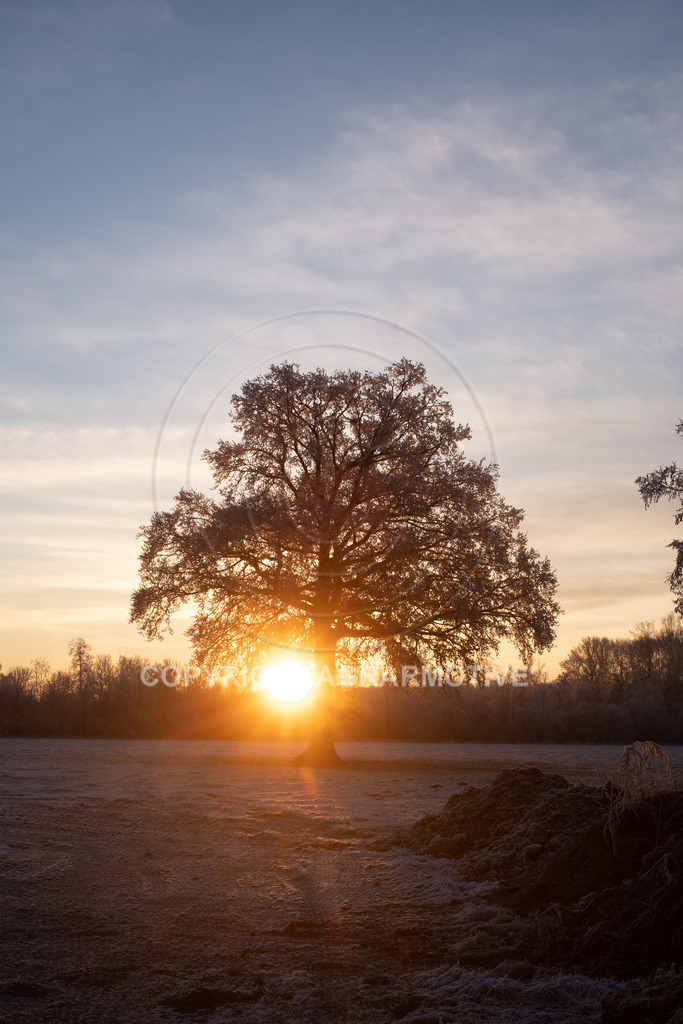 20221218-_DSF2456 | Schneebedeckte Landschaft bei eisiger Kälte - Realisiert mit Pictrs.com