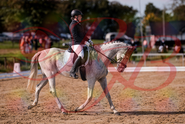 2026_10_03_Siefer-Hof_122810_Z81_26444785 | Professionelle Reitsport-, Turnier- und Eventfotografie von Robert Broda. Galerien mit ausgewählten und bearbeiteten Bildern direkt online ansehen und bestellen.