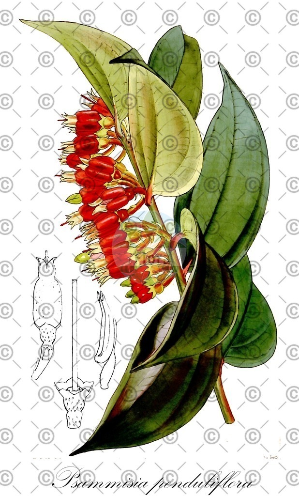 HistAbb_wfo-0000894838_1_ENZY_Simple | Historische Abbildung von Psammisia penduliflora - Ericaceae | Historical Illustration of Psammisia penduliflora - Ericaceae