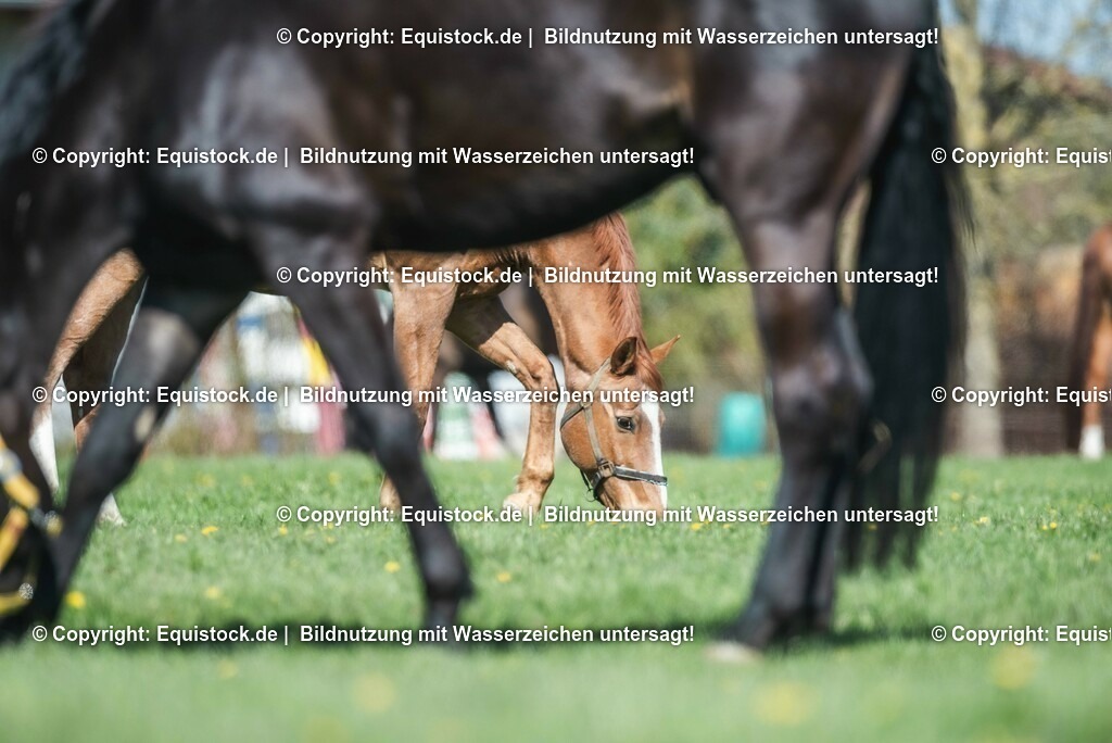 20210426_Pferd-auf-Koppel_0067 | equistock