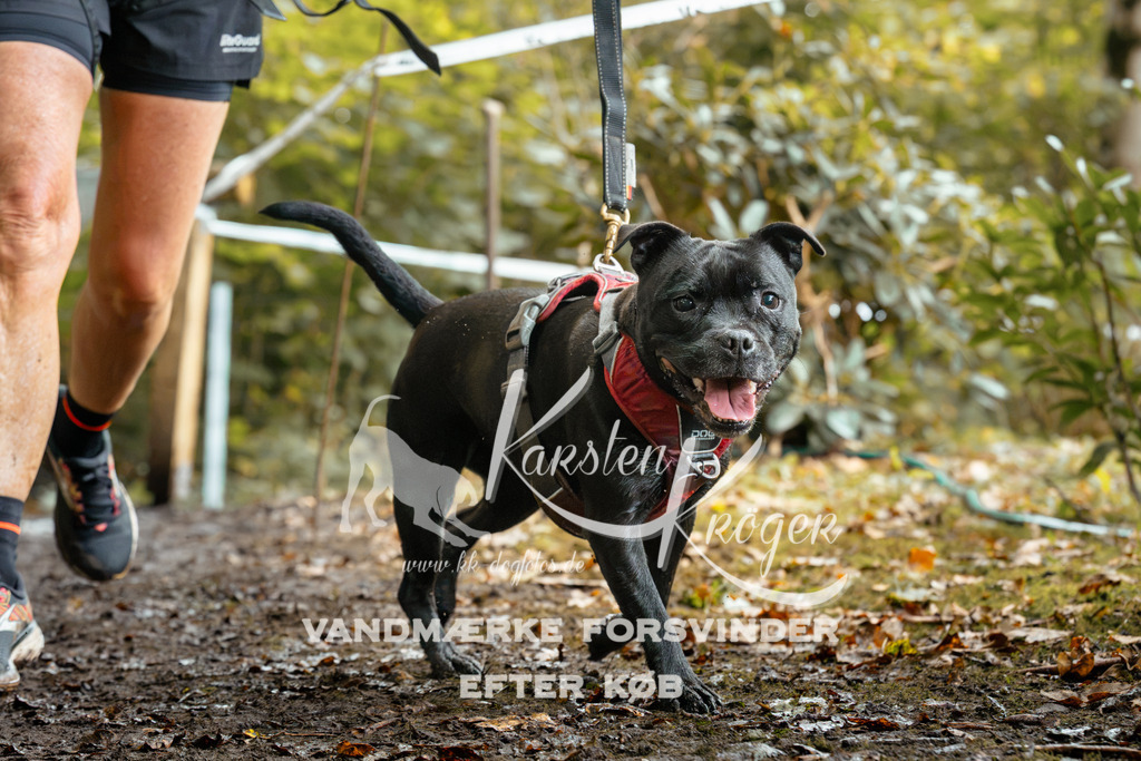 1428DZ6_2371Z6 | kk-dogfotos