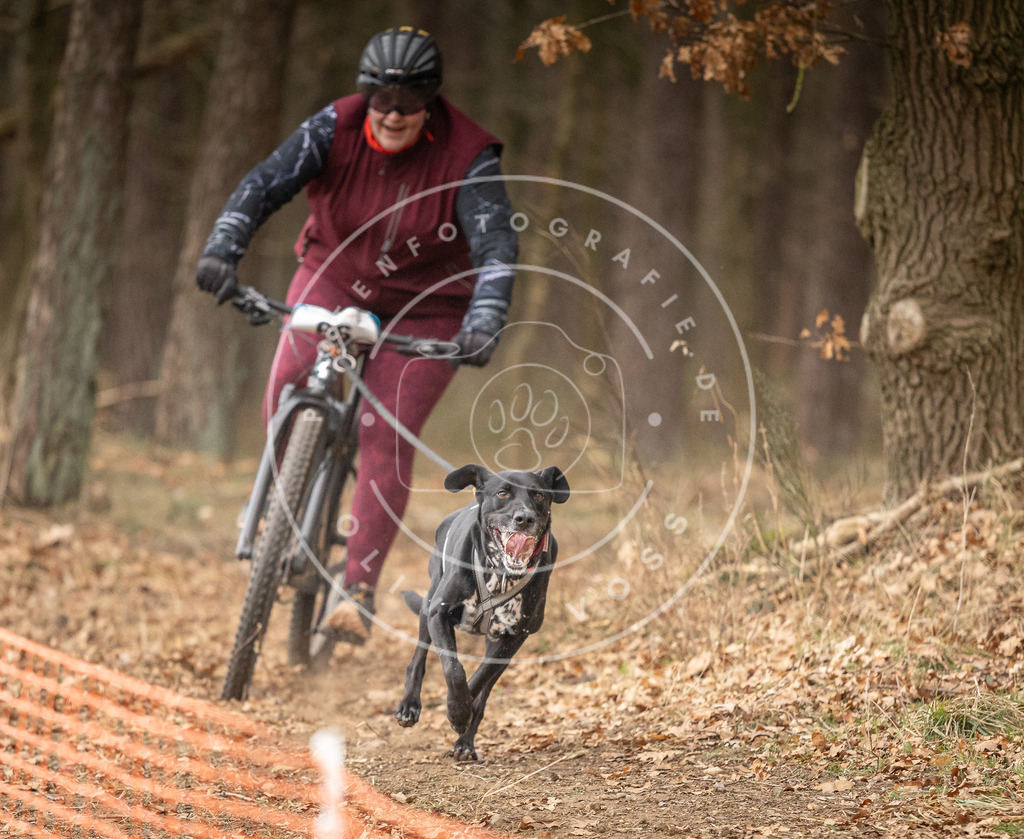 Pfotenfotografie_DV3A3329 | Hundefotografie, Tierfotograf, Pfotenfotografie, Fotoshooting Hund, Hunde Portrait, Hundesport, Hundeportraits, Heideshooting, Hunde, Sportfotograf, Hundefotograf, Turnierhundsport, THS,  - Realisiert mit Pictrs.com