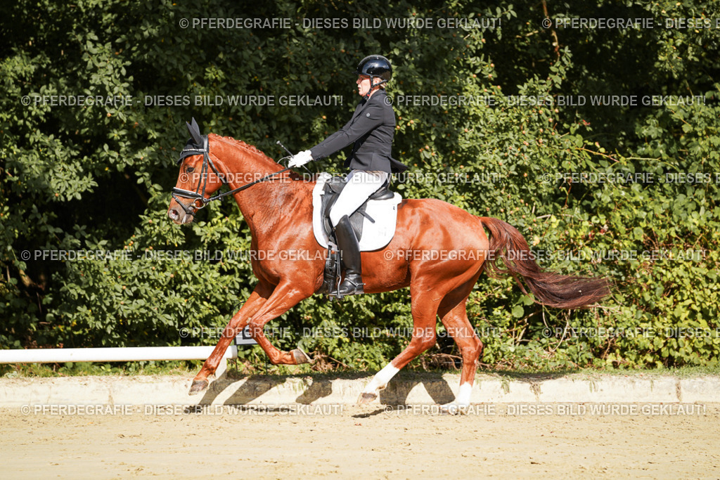 DSC08618 | Pferdegrafie