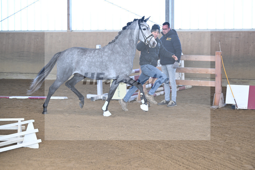 Kat-Nr. 3 Golden Diamond K v. GoldenGray_Koldas_49250048 | hf-fotografie - Realisiert mit Pictrs.com