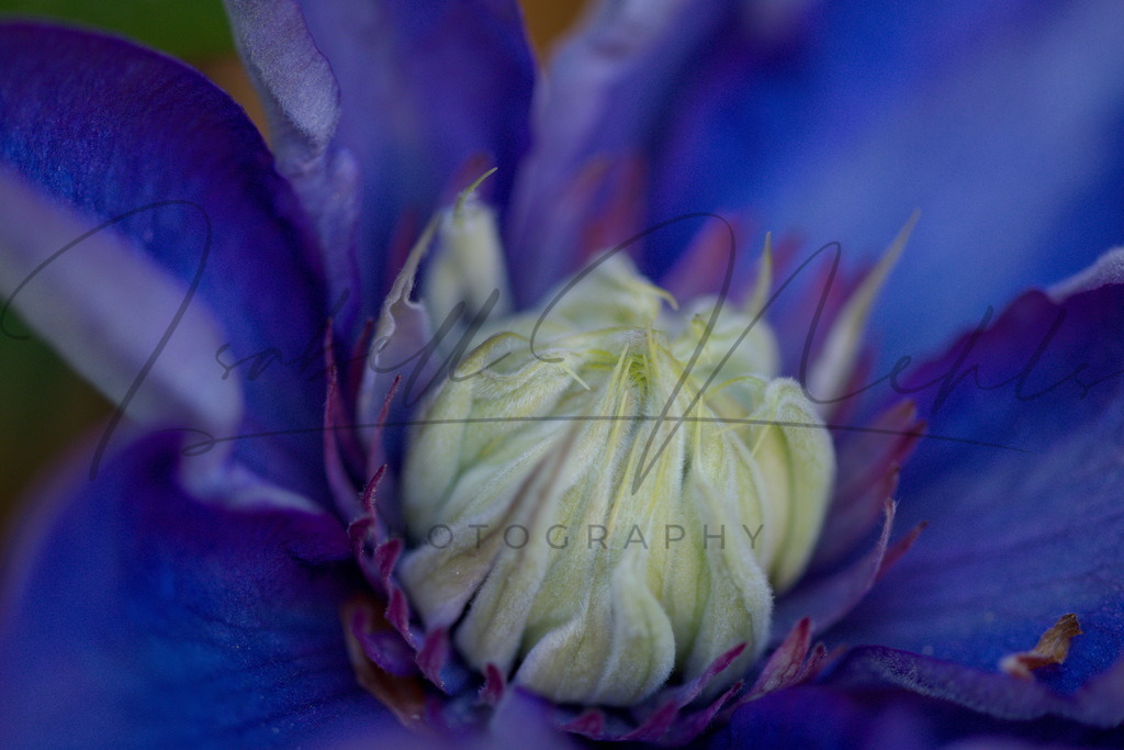 106_Blume | i-n-photography - Realisiert mit Pictrs.com