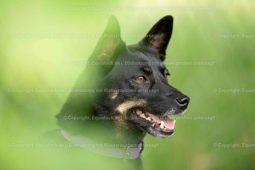 20200613_Hund_0057 | equistock