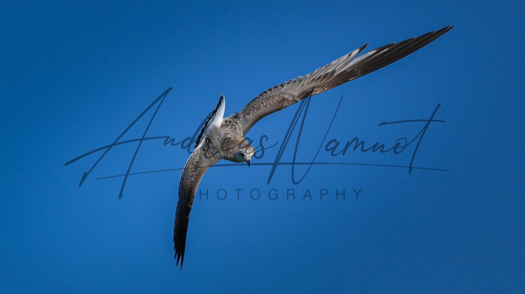 IMG_6821-1 | Andreas Namnot Fotografie, ein Leben in Bildern - Realisiert mit Pictrs.com