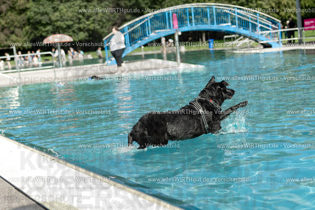 Hundeschwimmen_Volksbad_2026-allesWIRTHgut_Tierfotografie-2609061517-7R501399 | Professionelle Tierfotografie in Mönchengladbach von Daniel Wirth (allesWIRTHgut). Liebevolle & natürliche Bilder von Hunden & Katzen für unvergessliche Erinnerungen.