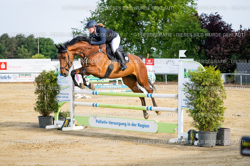 DSC02453 | Pferdegrafie