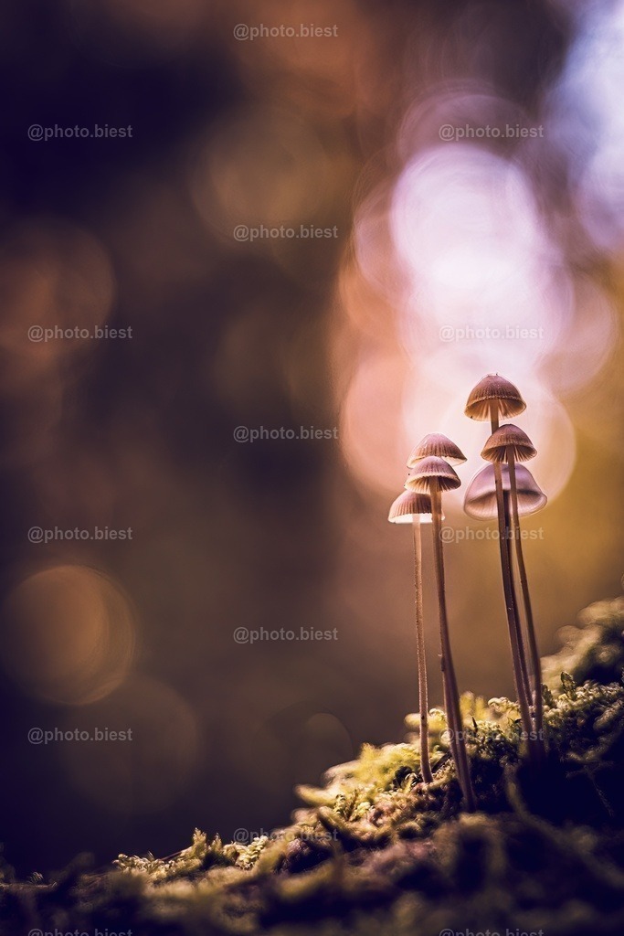 Die grazilen 6 | Sechs kleine Pilze im moosigen Waldboden. - Realisiert mit Pictrs.com
