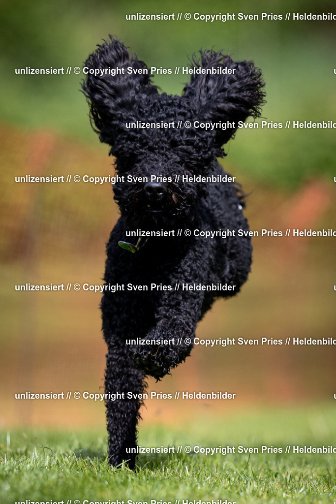 Sven Pries | 2024-04-21 - Hunderennen Baden-Oos
Foto: Sven Pries - Realisiert mit Pictrs.com