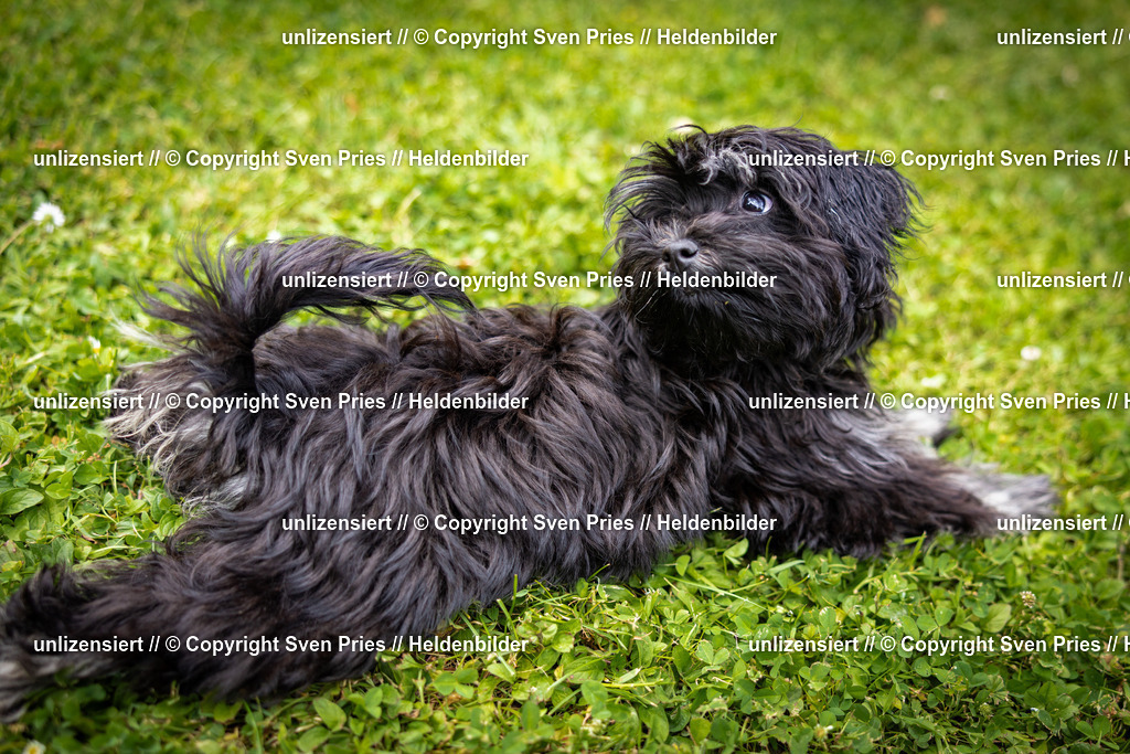 Sven Pries | 2025-05-29 - Pudelrennen KA-Durlach - Realisiert mit Pictrs.com