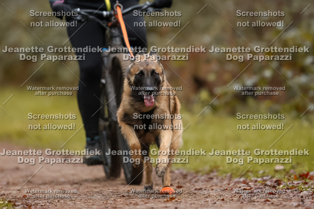 Dog Paparazzi - Speedhunter Mannheim  2025-31 | Dog Paparazzi Jeanette Grottendiek Fotografie & Videografie