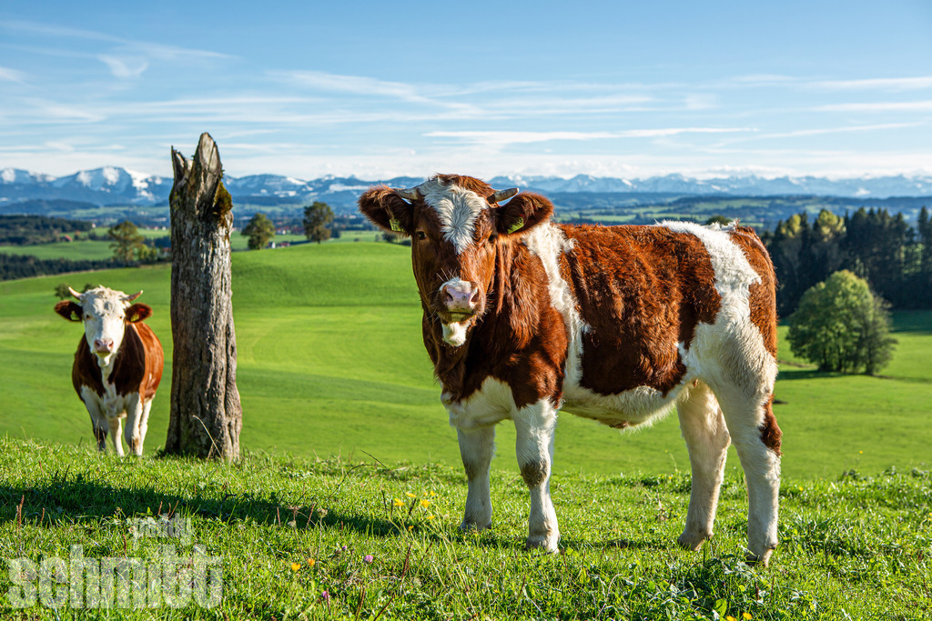 PS-Tiere-2026-13 | Entdecke die größte Bildgalerie der Region mit Fotografien aus dem Allgäu, der Bodenseeregion, Oberschwaben, dem Donautal und der Schwäbischen Alb. Landschaften, Luftaufnahmen und Reisefotografie als Wandbild und Fotokunst. - Realisiert mit Pictrs.com