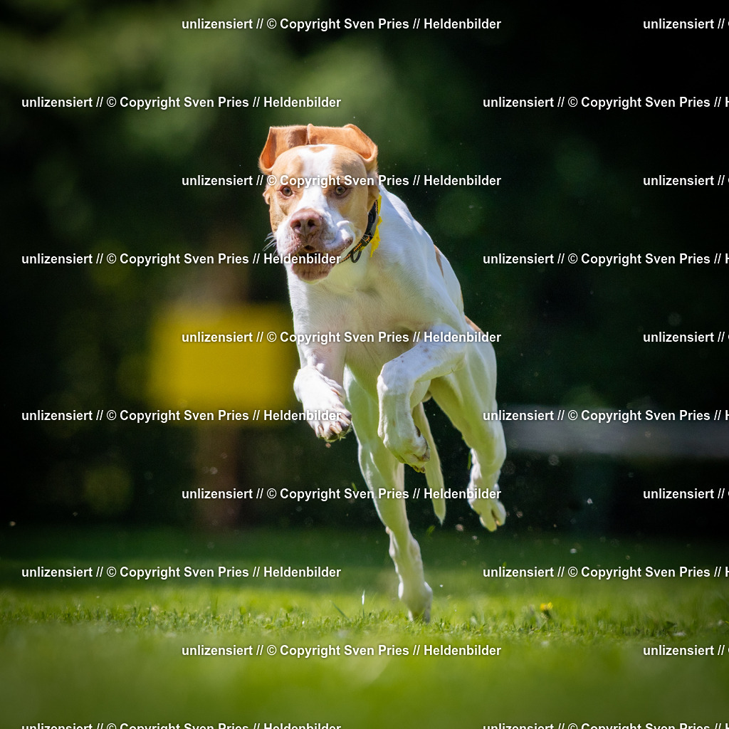 Sven Pries | 2025-08-10 - Hunderennen Durlach - Realisiert mit Pictrs.com