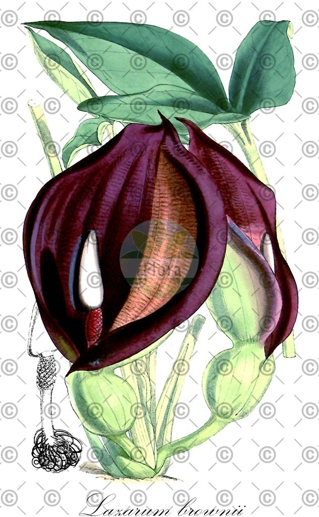 HistAbb_7P8WZ_2_ENZY_Simple | Historische Abbildung von Lazarum brownii - Araceae | Historical Illustration of Lazarum brownii - Araceae