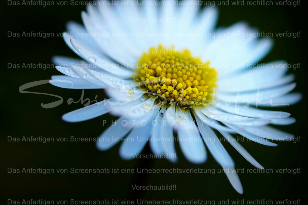 Wandbild Gänseblümchen Details | People- und Tierfotografie, Imageaufnahmen, Veranstaltungsfotografie und Wandbilder aus der Natur ★ Made in Germany ✔️ Druck + Downloads ✔️ Naturfotografie in Top Qualität ★ schneller Versand, weltweite Lieferung! - Realisiert mit Pictrs.com