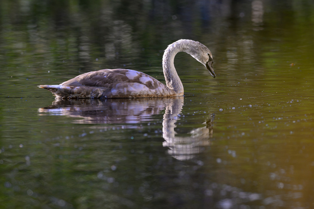 schwan-2023-345 | Junger Schwan auf dem Mühlenteich in Selk. - Realisiert mit Pictrs.com