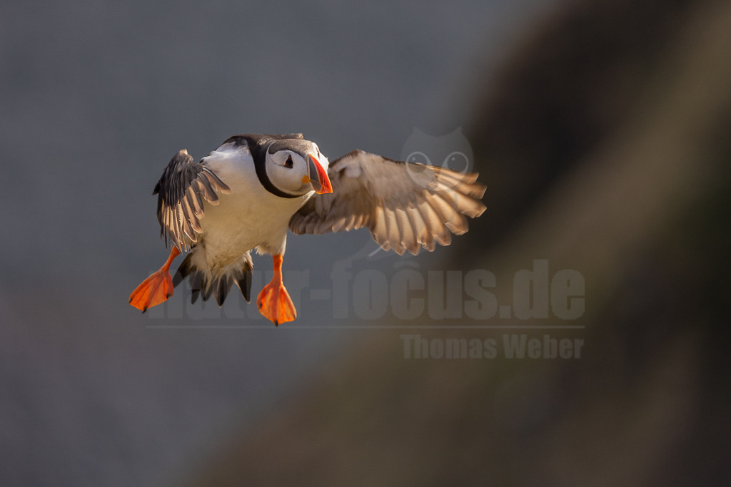 R5NF8031-20230721 | Der Papageitaucher – auch Papageientaucher oder Puffin genannt – ist eine Vogelart aus der Familie der Alkenvögel. Die Art brütet in Erdhöhlen an und auf Klippen oder an deren Fuß im Nordatlantik sowie im westlichen Nordpolarmeer. - Realisiert mit Pictrs.com