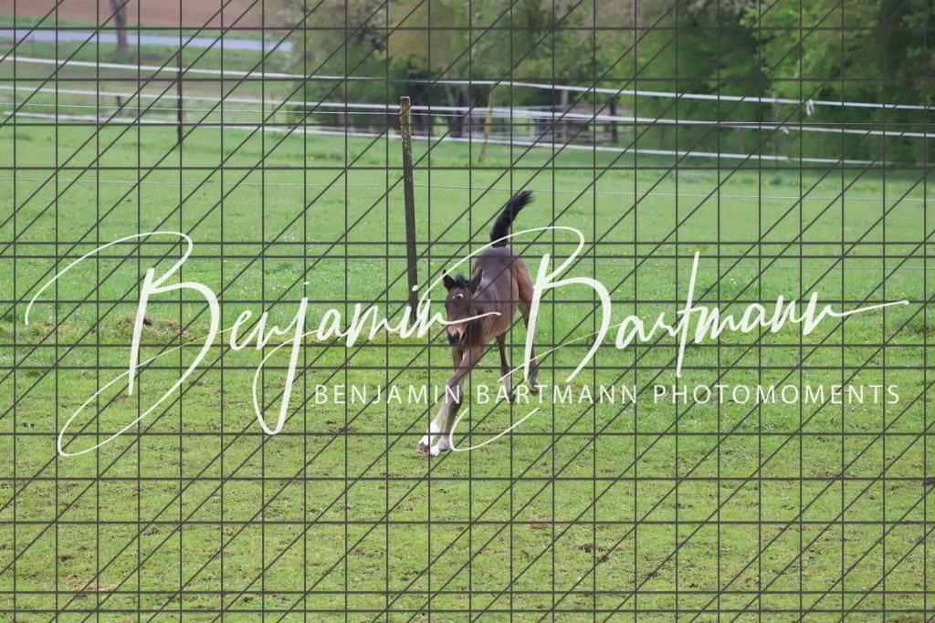 IMG_4331 | Benjamin Bartmann Photomoments