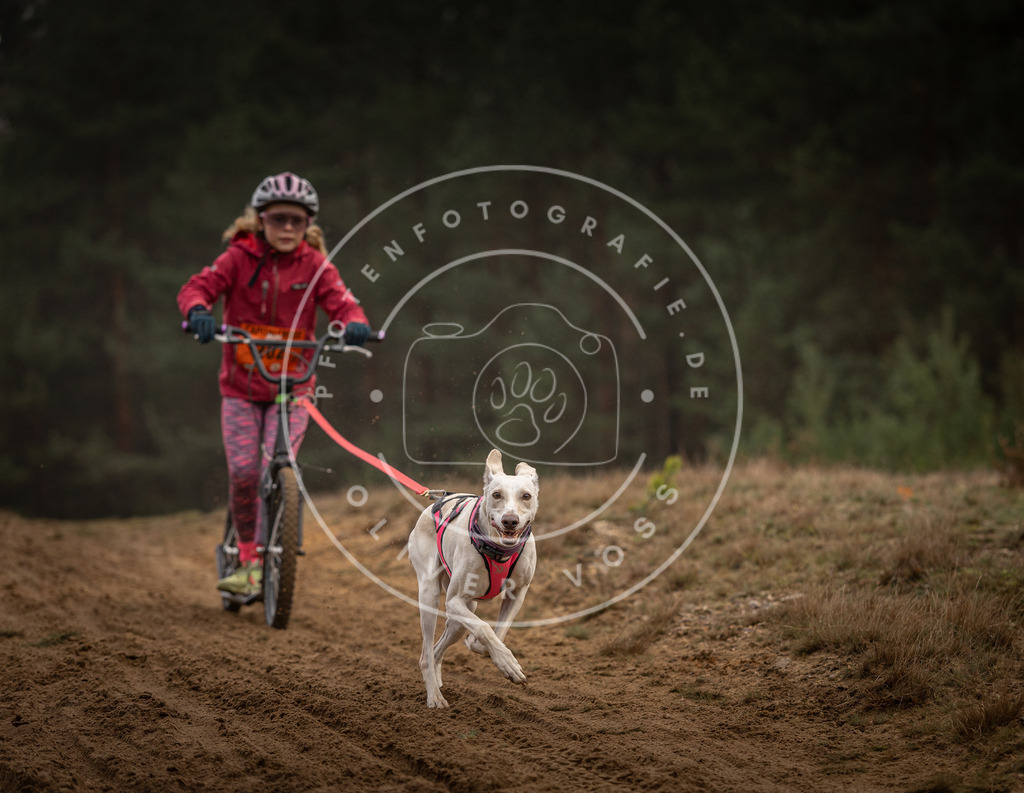 Pfotenfotografie_DV3A5019 | Hundefotografie, Tierfotograf, Pfotenfotografie, Fotoshooting Hund, Hunde Portrait, Hundesport, Hundeportraits, Heideshooting, Hunde, Sportfotograf, Hundefotograf, Turnierhundsport, THS,  - Realisiert mit Pictrs.com