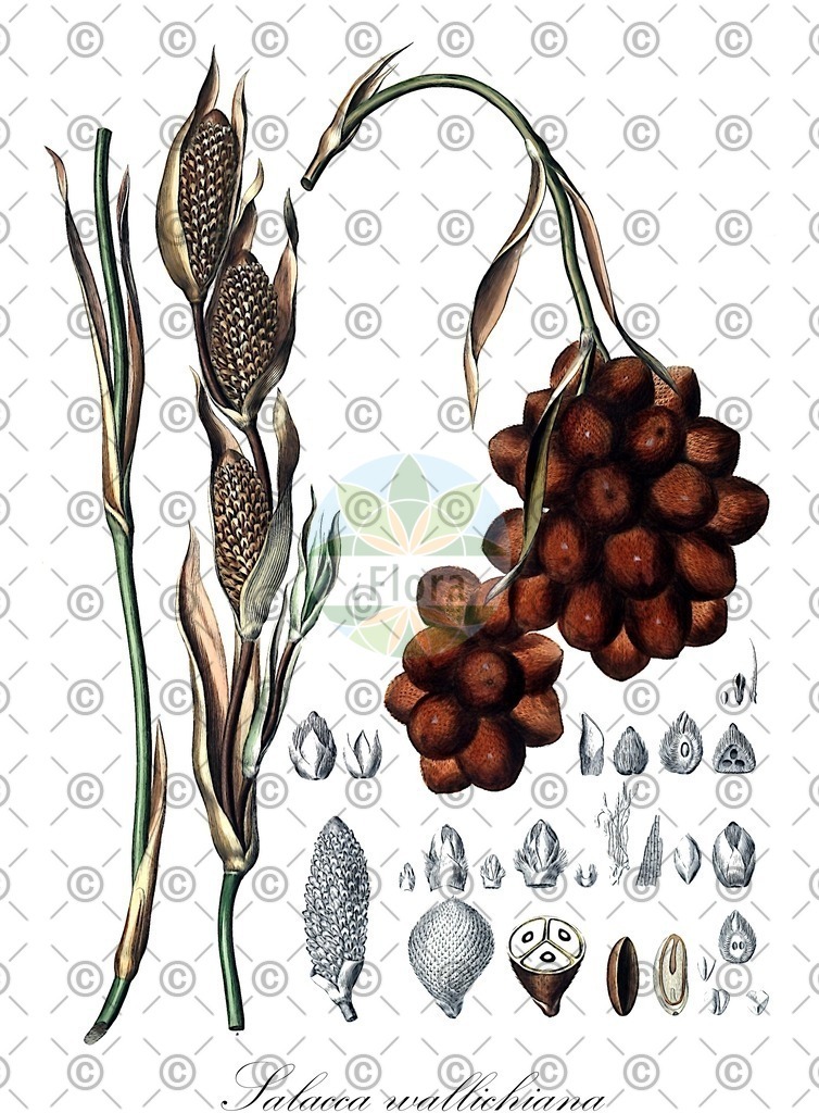 HistAbb_wfo-0000436712_1_ENZY_Simple | Historische Abbildung von Salacca wallichiana - Arecaceae | Historical Illustration of Salacca wallichiana - Arecaceae