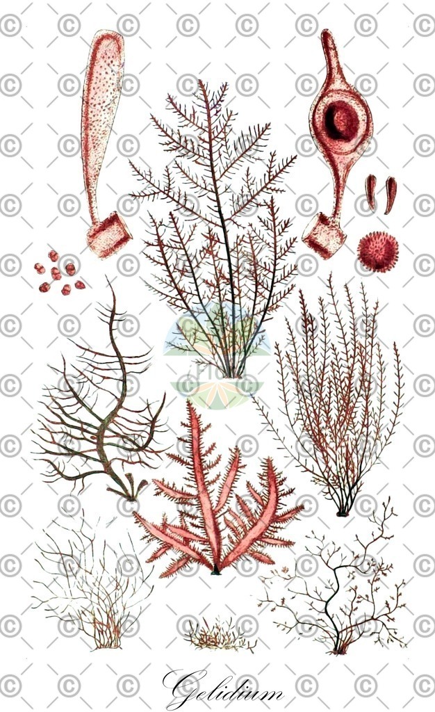 HistAbb_62T5Y_5_ENZY_Simple | Historische Abbildung von Gelidium - Gelidiaceae (0) | Historical Illustration of Gelidium - Gelidiaceae (0)