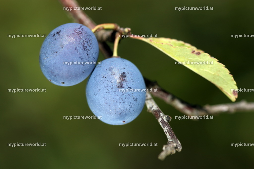 Schlehdorn-014 | Das Bilderarchiv über Tiere, Planzen und Landschaften. In der Bilddatenbank finden Sie ein große Auswahl an hochwertigen Bilder für Ihre Werbung - Realisiert mit Pictrs.com