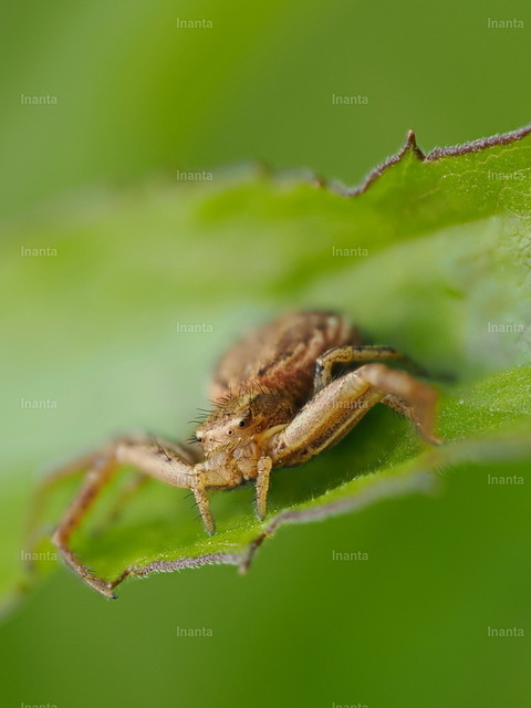 Buschkrabbenspinne | Inanta - Realisiert mit Pictrs.com