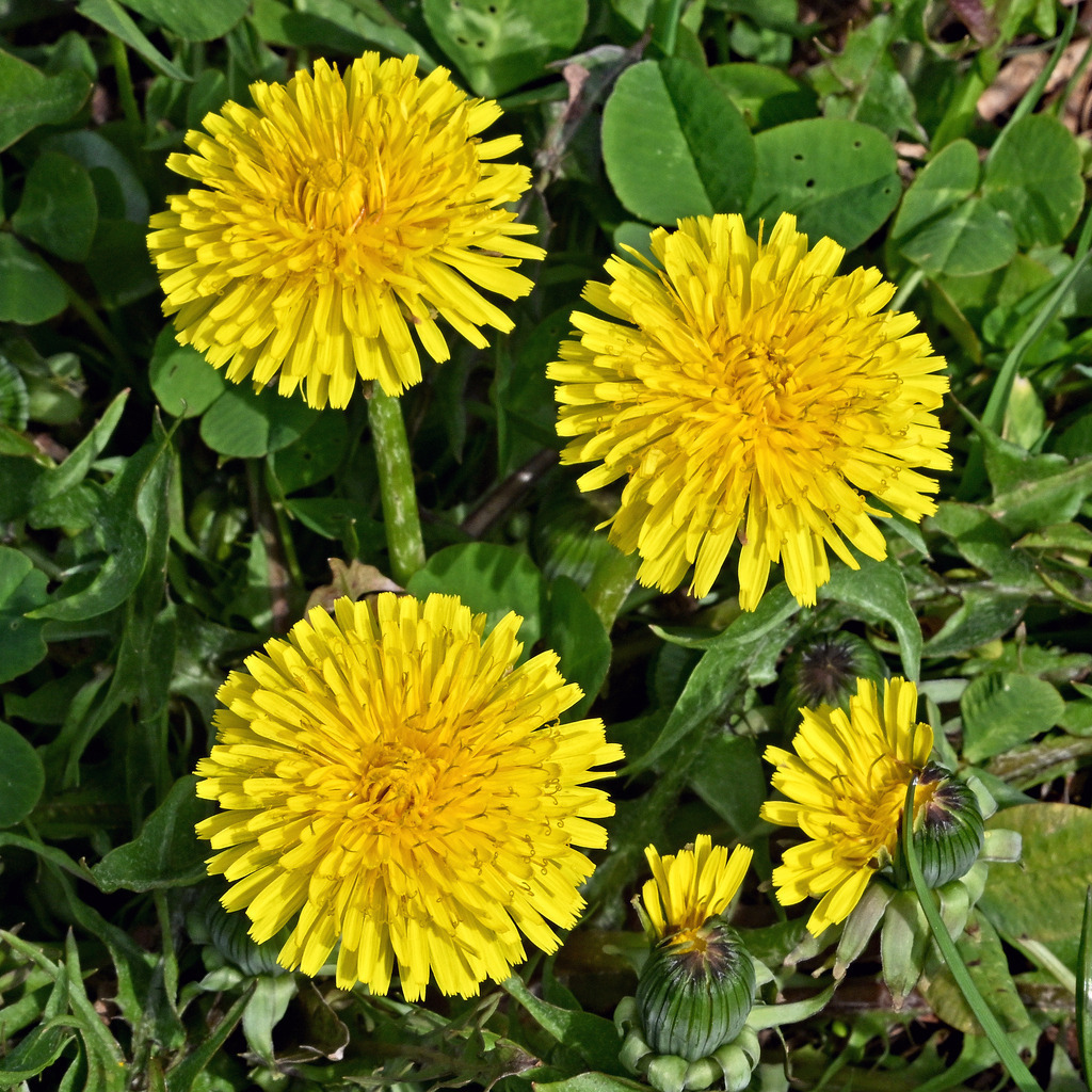 Löwenzahn | lucisnaturbilder - Realisiert mit Pictrs.com