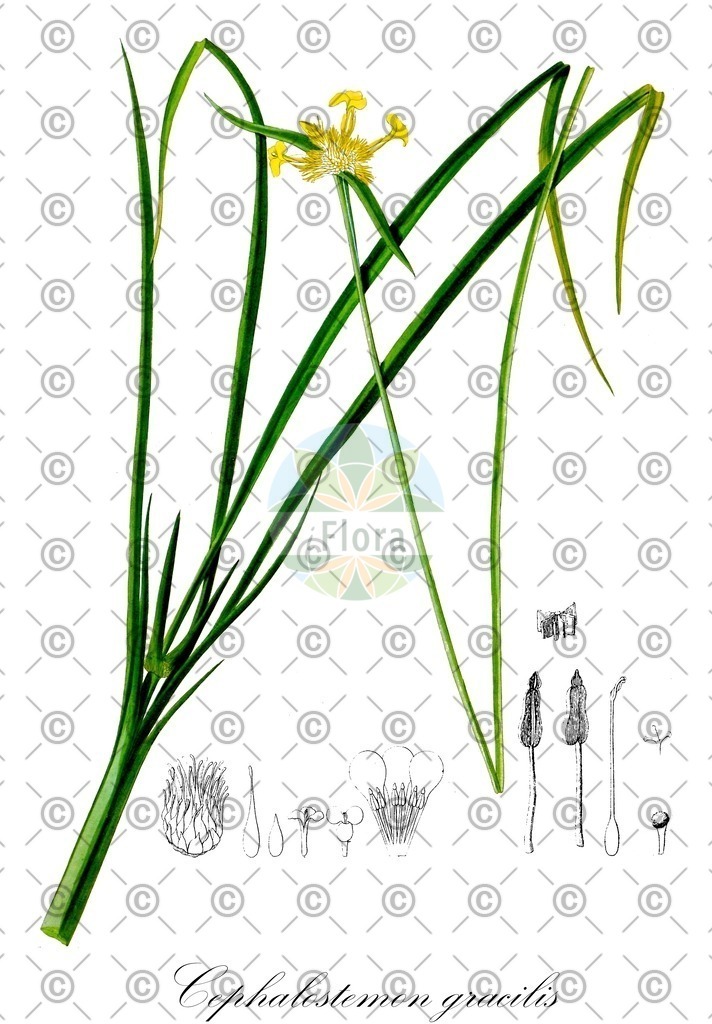 HistAbb_wfo-0000594960_1_SIMPLE | Historische Abbildung von Cephalostemon gracilis - Rapateaceae | Historical Illustration of Cephalostemon gracilis - Rapateaceae